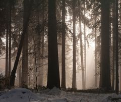 Winter Wald