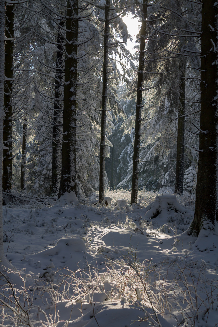 Winter Wald