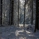 Winter Wald