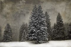 winter : wald