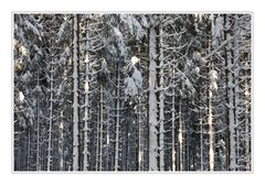 Winter-Wald