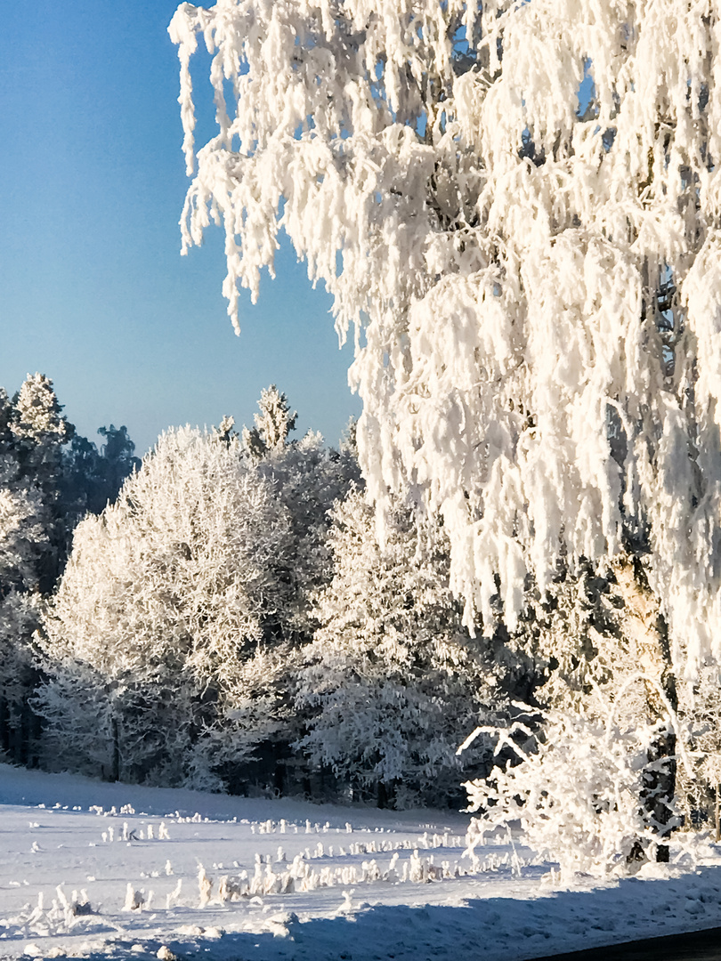 Winter Wald