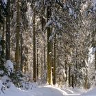 Winter Wald