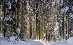 Winter Wald