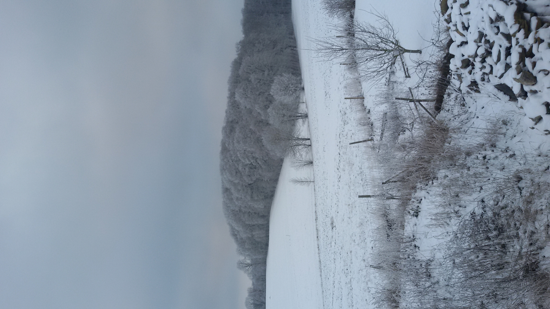 Winter Wald