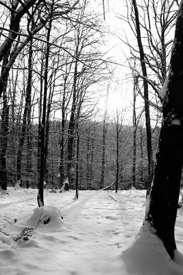 winter wald
