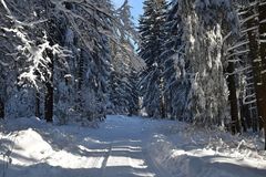 Winter Wald