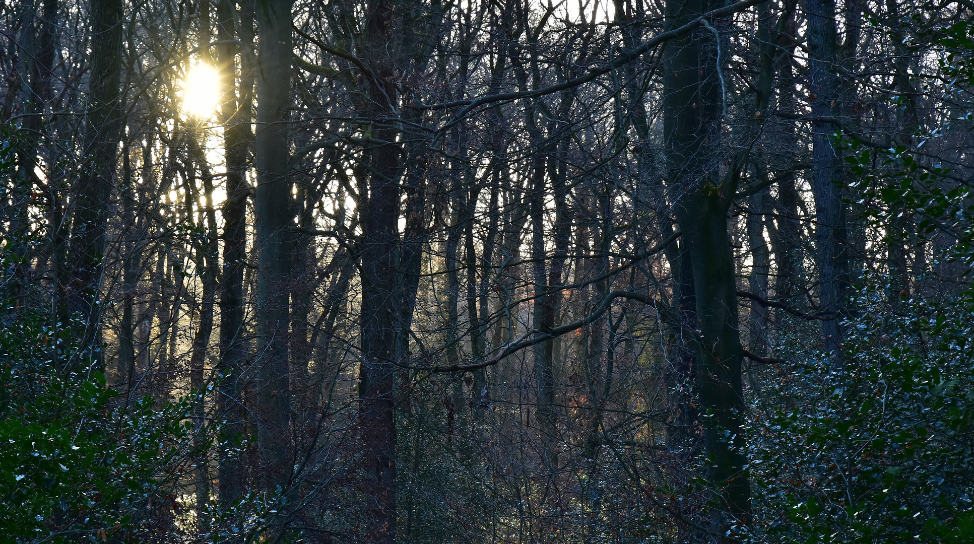 Winter-Wald