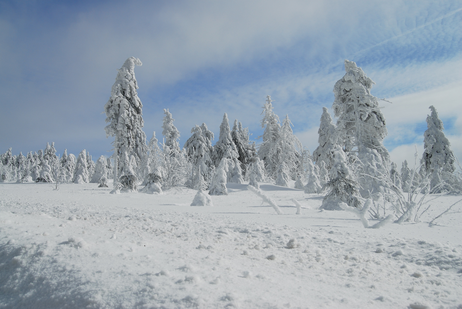 Winter Wald