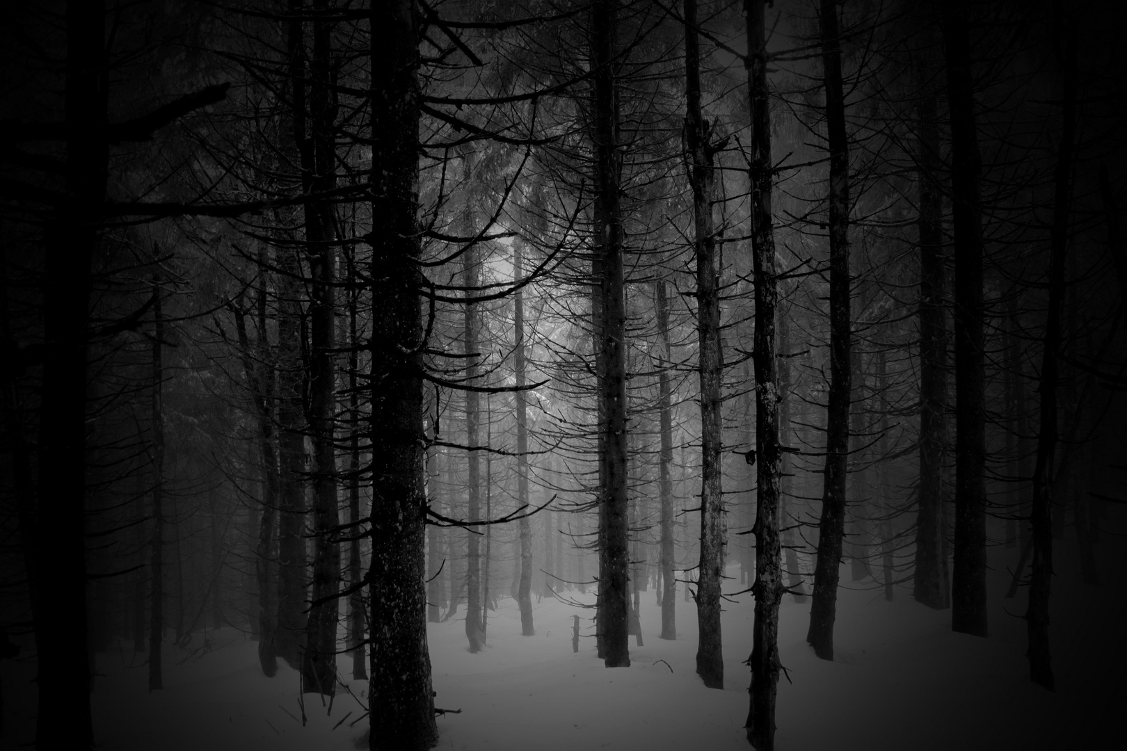 Winter Wald