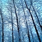 Winter Wald