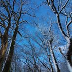 Winter-Wald