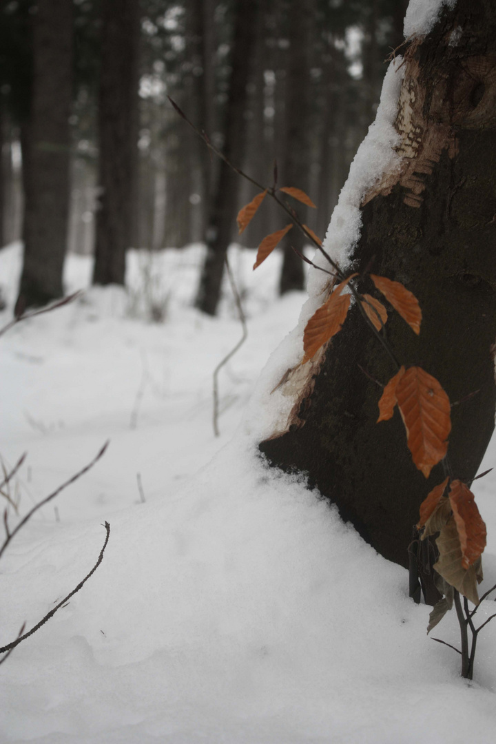 Winter Wald