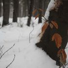 Winter Wald