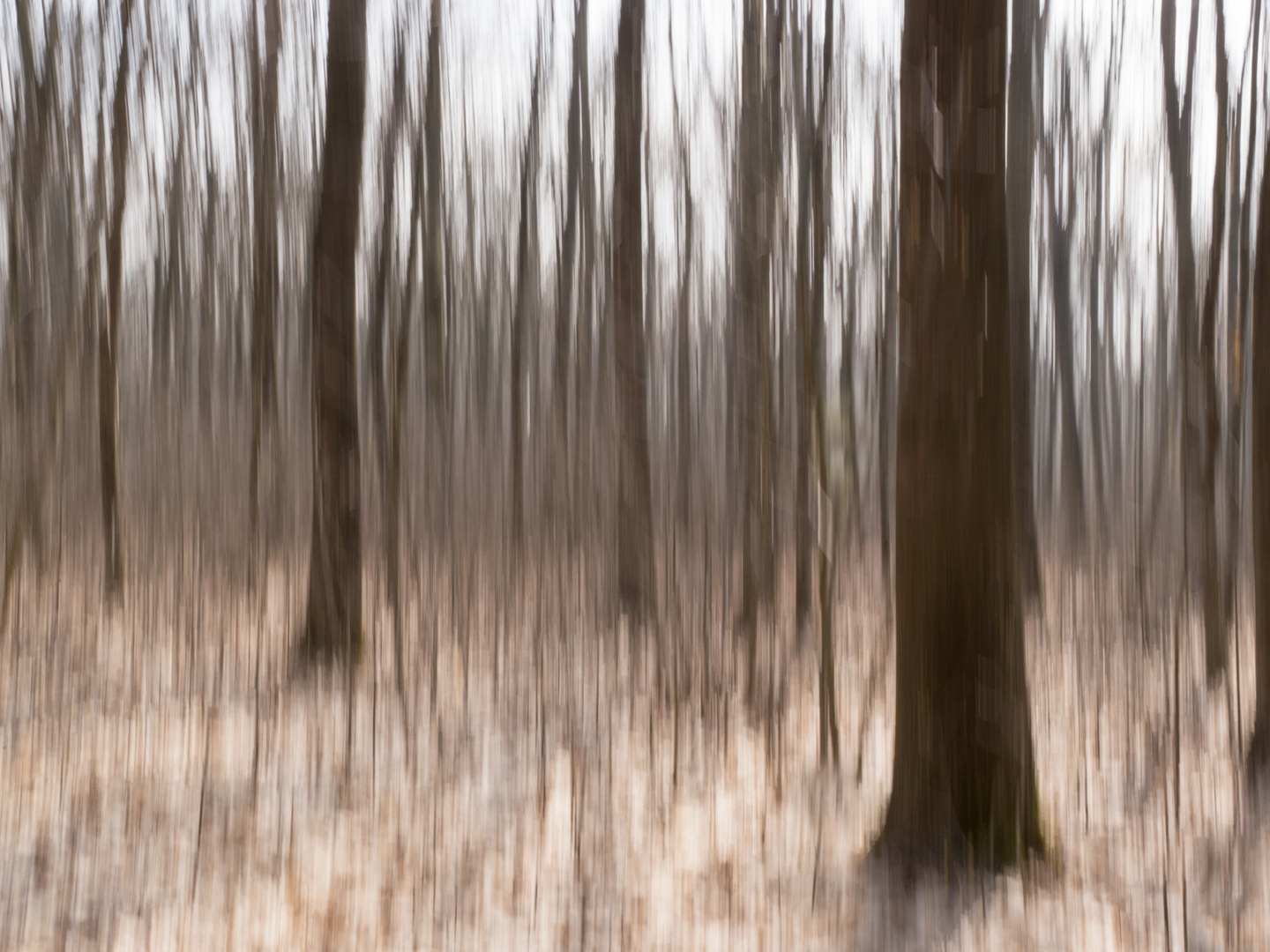 Winter-Wald