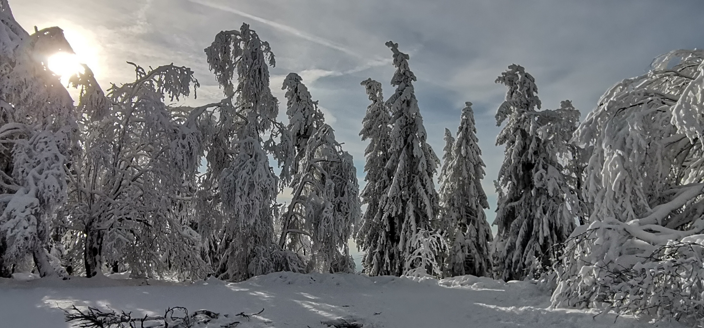 Winter Wald