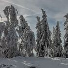 Winter Wald