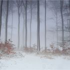 Winter Wald