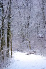 Winter Wald.