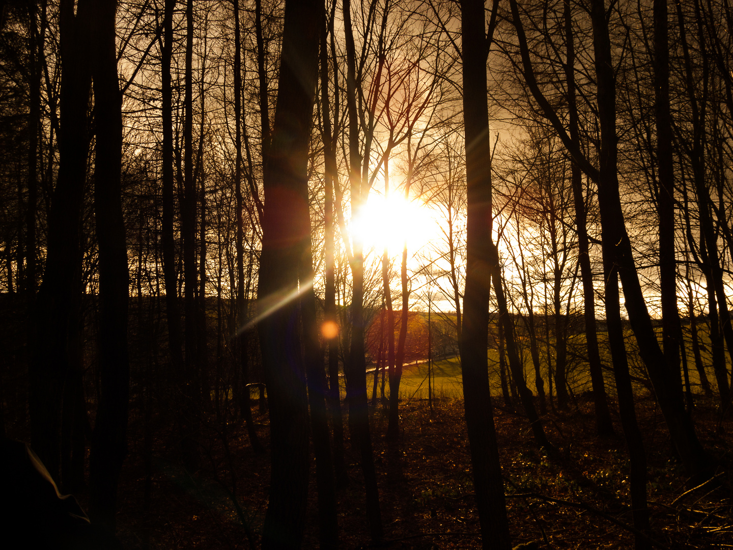 Winter Wald Dezember 2013