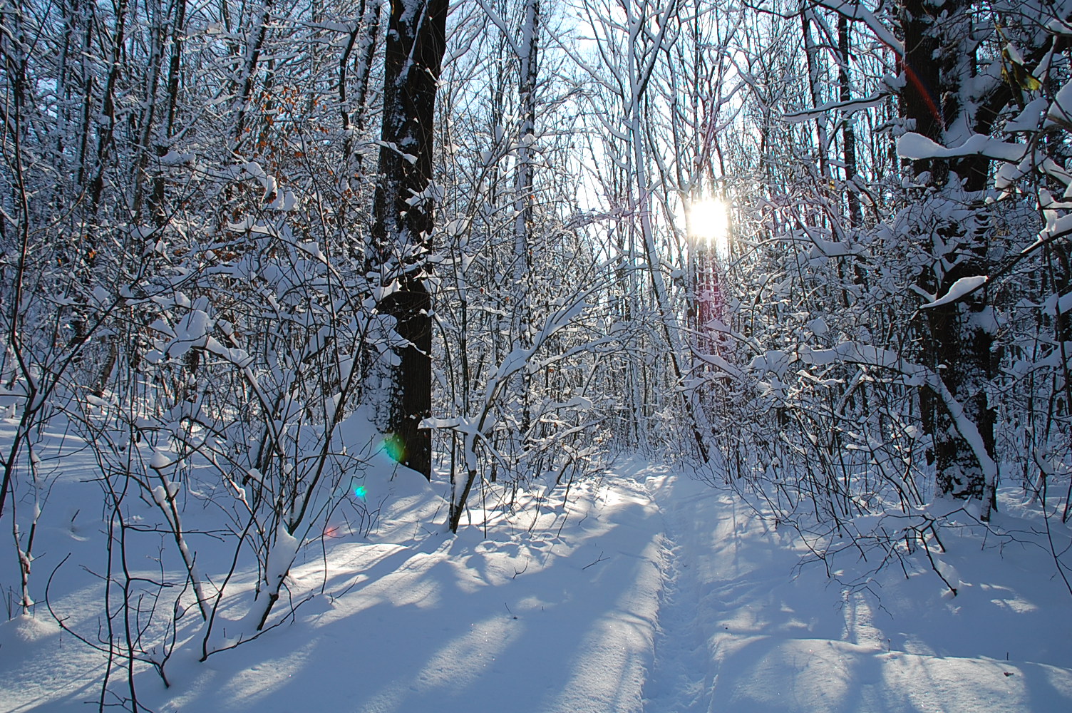 Winter-Wald