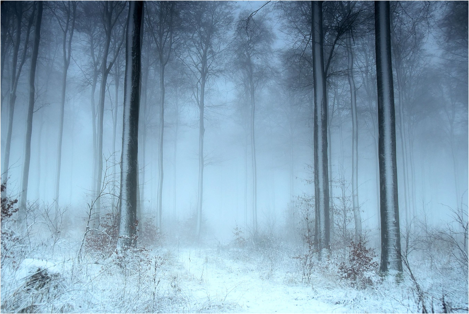 Winter Wald im Nebel