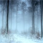 Winter Wald im Nebel