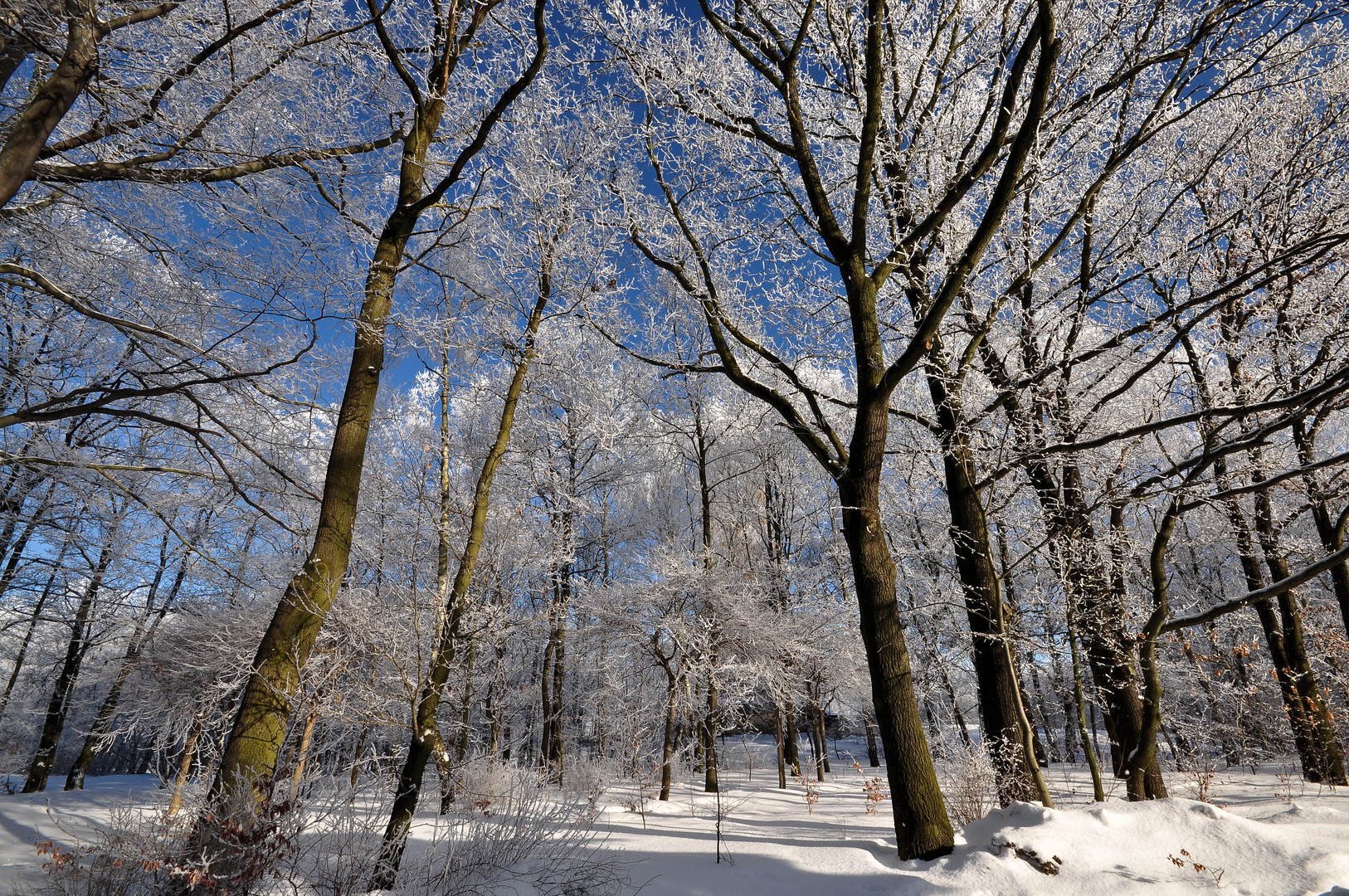 Winter - Wald in Sachsen 2010/11......