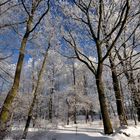 Winter - Wald in Sachsen 2010/11......