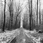 Winter-Wald-Serie #1