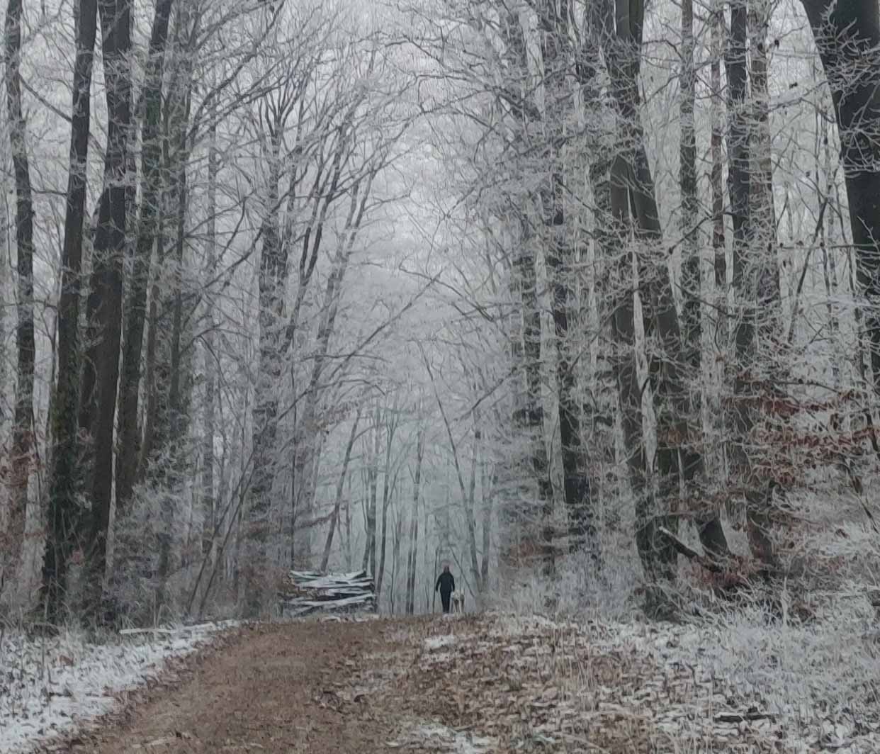 Winter-Wald-Serie #2