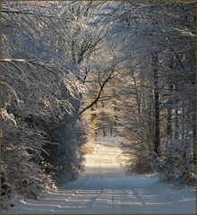 Winter-Wald-Spaziergang
