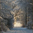 Winter-Wald-Spaziergang