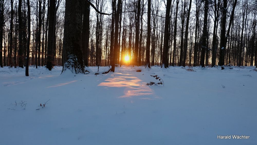 Winter-Wald-Wanderung