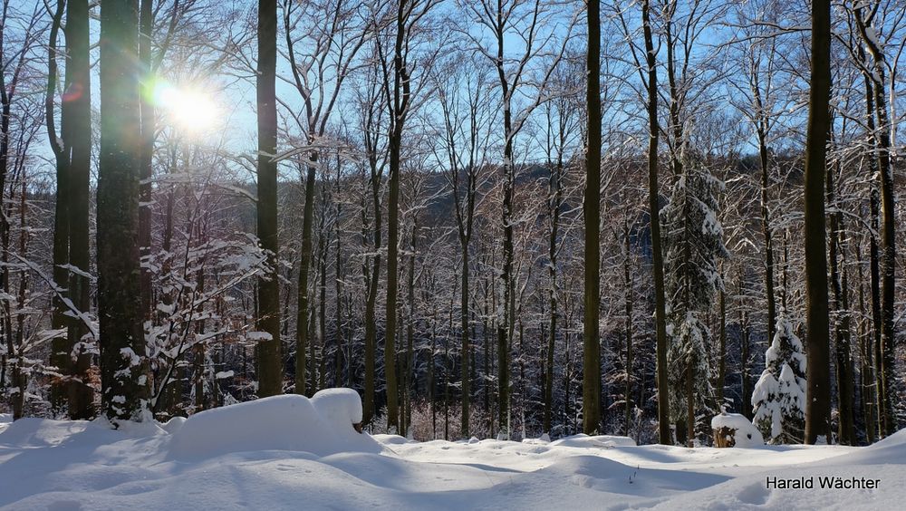 Winter-Wald-Wanderung II