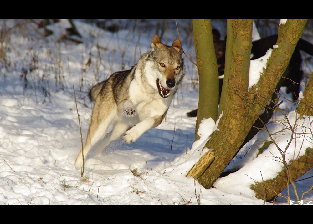 Winter-Wald-Wolf