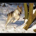 Winter-Wald-Wolf