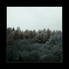 Winter - Wald - Woods
