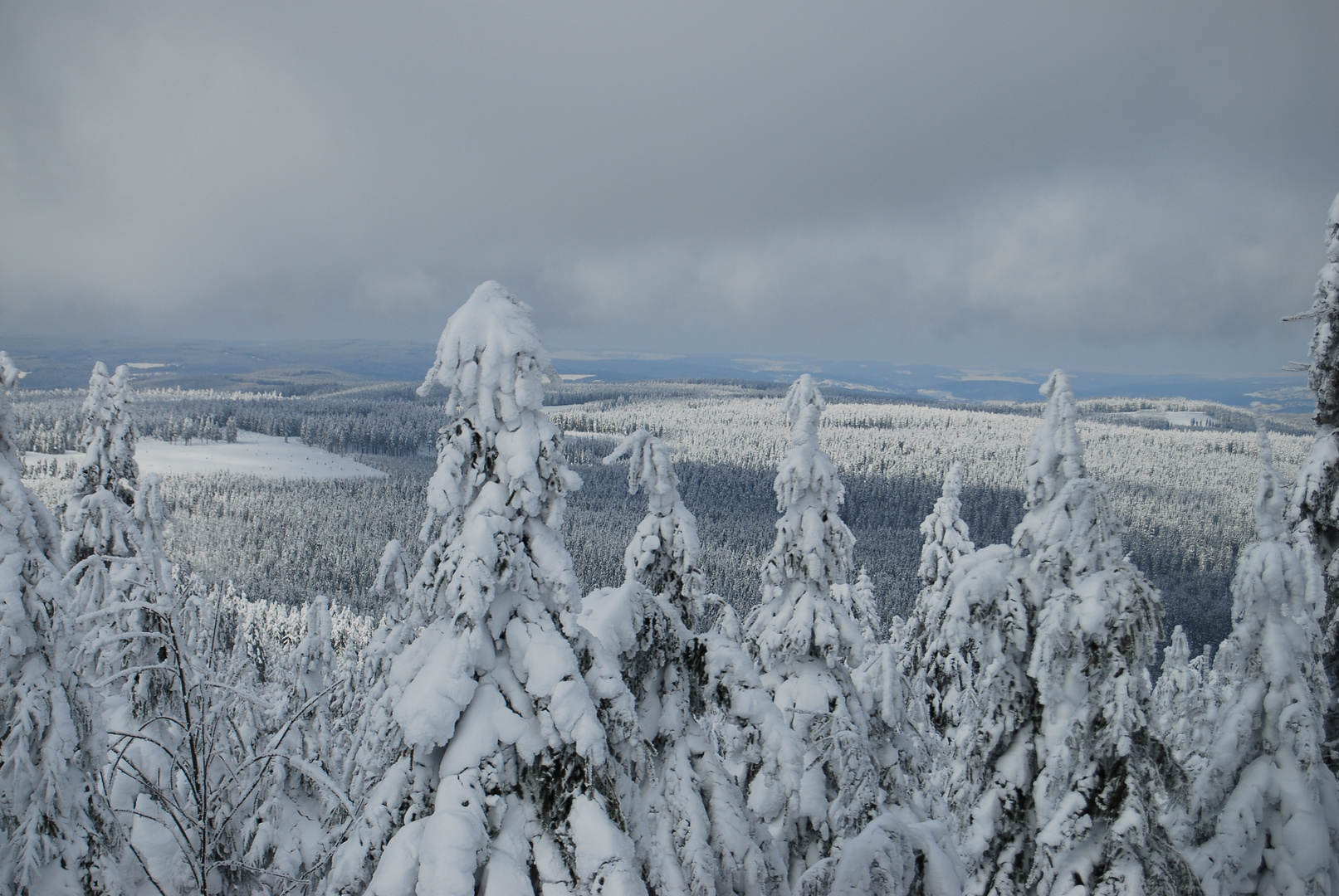 Winter Wald2