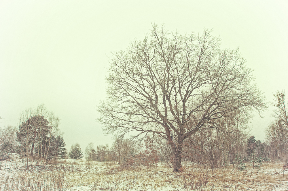 winter walk