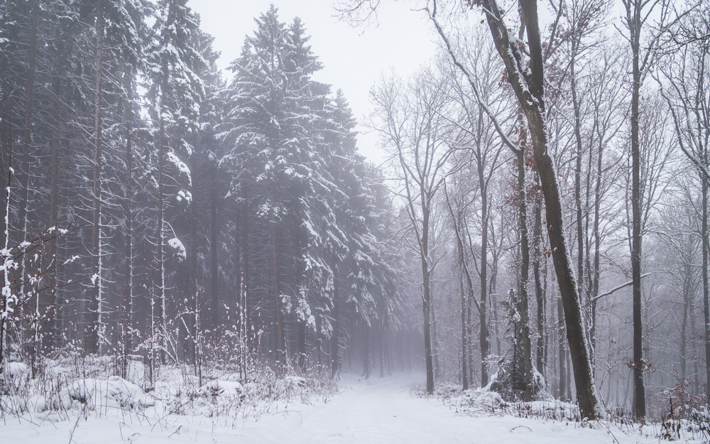 Winter walk