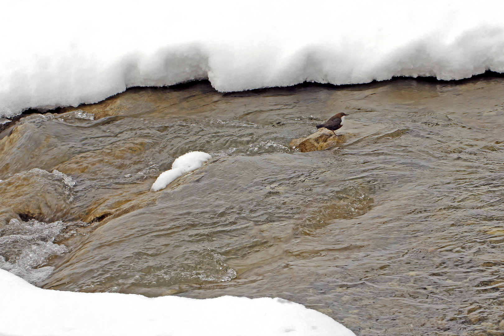 "Winter-Wamsel" (Cinclus cinclus)