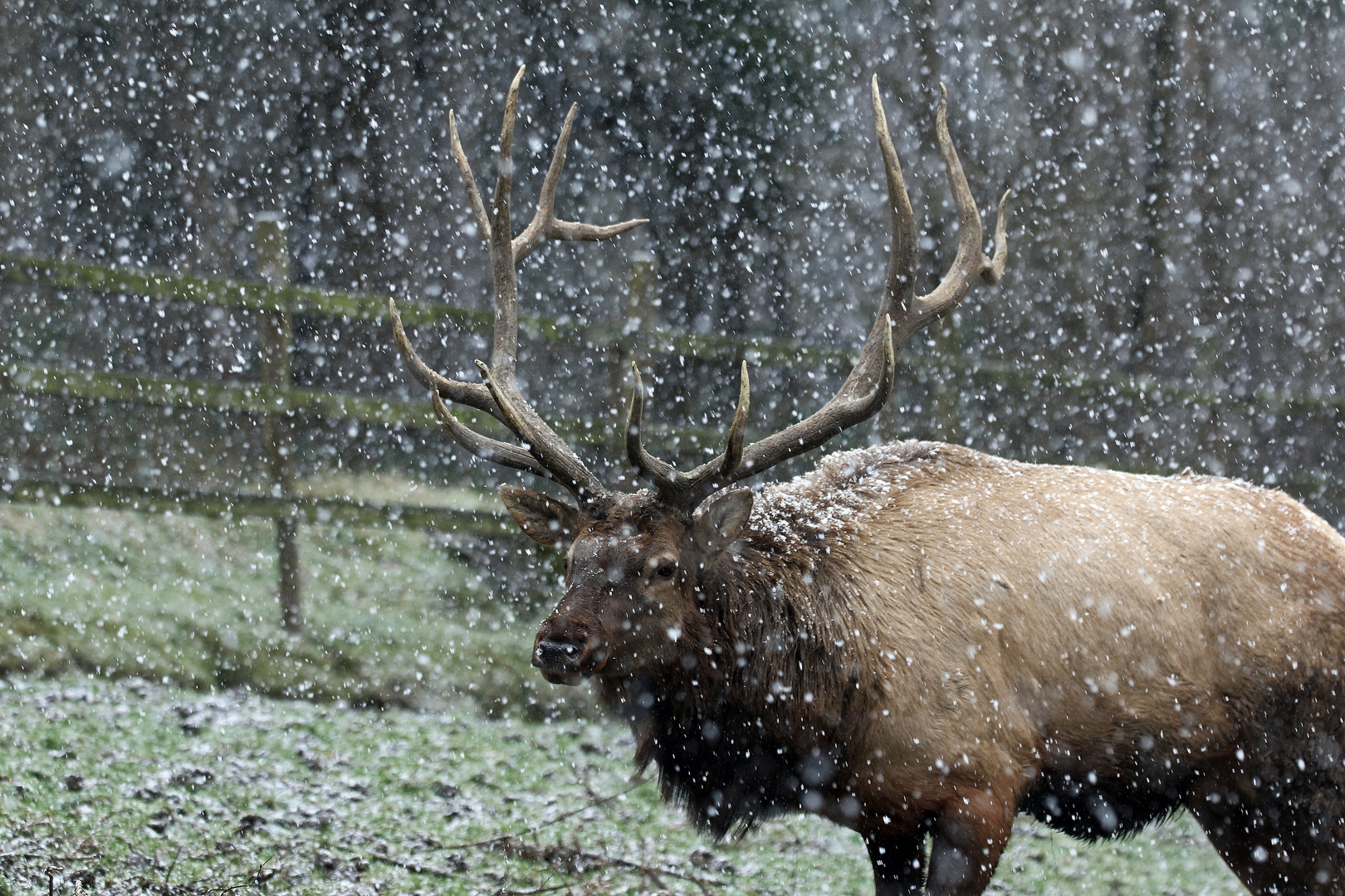 Winter-Wapiti 