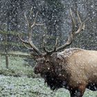 Winter-Wapiti 