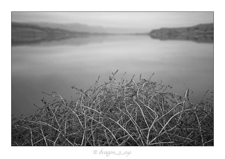 Winter Weed