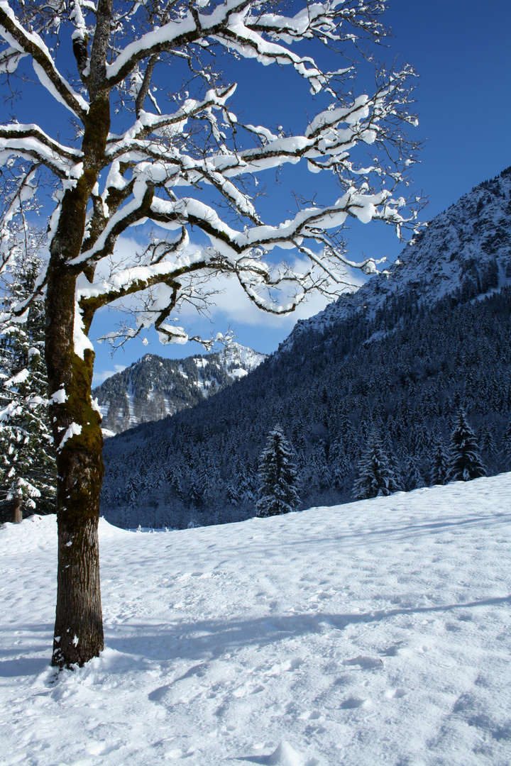 Winter-Weihnachtszeit