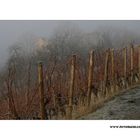 Winter Wein Berg #1