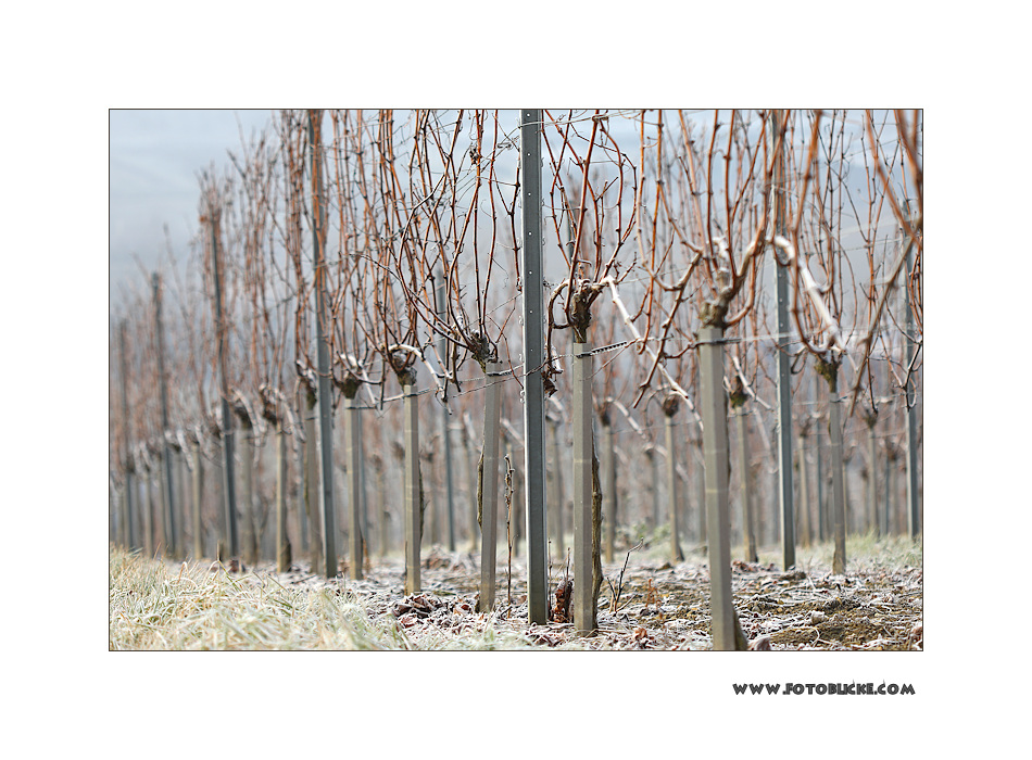 Winter Wein Berg #2