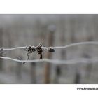 Winter Wein Berg #3