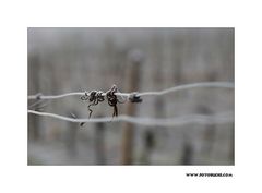 Winter Wein Berg #3